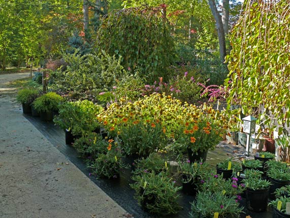 Plant Sales