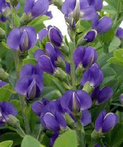 Baptisia