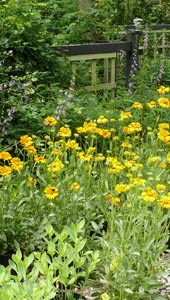 Gaillardia
