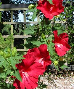 Hardy Hibiscus