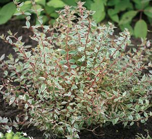 Abelia