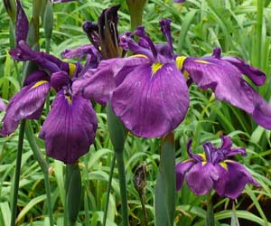 Japanese Iris