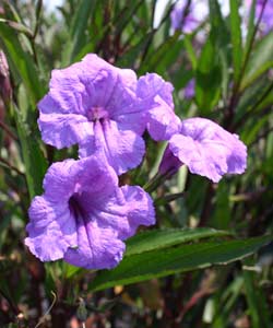 Mexican Petunia