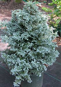 Boulevard Cypress