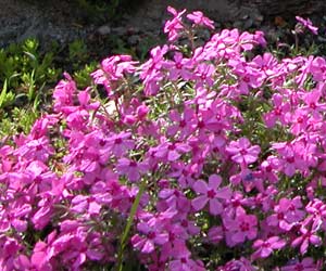 Creeping Phlox