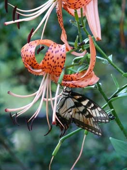 Tiger Lily