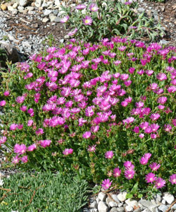 Delosperma (Ice Plant)