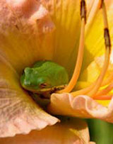 Tree Frog
