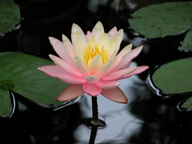 Water Lily